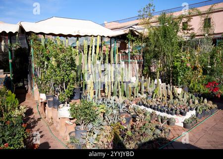 cactus and local garden plants on a stall in jemaa el-fna square marrakesh, morocco Stock Photo