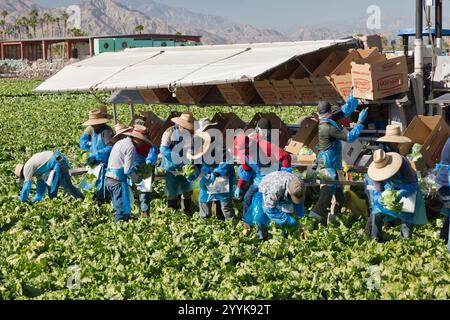 Workers harvesting  & packing 'Iceberg' Lettuce  crop  'Lactuca sativa var. capitata. Family Asteraceae, early morning light. Stock Photo