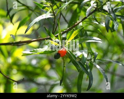 Nakaii hi-res stock photography and images - Alamy Nakaii hi-res stock photography and images - Alamy