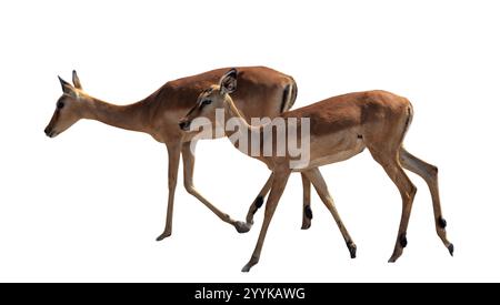 Impalas antelopes isolated on white. Two rooiboks at Chobe national Park, Botswana Africa. Stock Photo