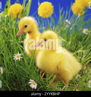 Two goslings standing in a flower meadow, Easter, animals, birds, goose birds, goslings, (Anser anser), Easter studio photo, Lower Saxony, Federal Rep Stock Photo