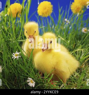 Two goslings standing in a flower meadow, Easter, animals, birds, goose birds, goslings, (Anser anser), Easter studio photo, Lower Saxony, Federal Rep Stock Photo