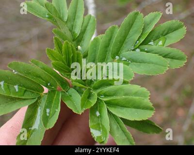 Sitka Mountain-Ash (Sorbus sitchensis) Stock Photo