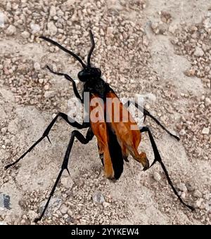 Milde's Tarantula-hawk Wasp (Pepsis mildei), Insecta, Barney Schwartz ...