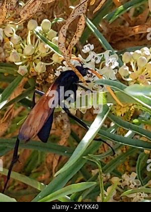 Milde's Tarantula-hawk Wasp (Pepsis mildei Stock Photo - Alamy