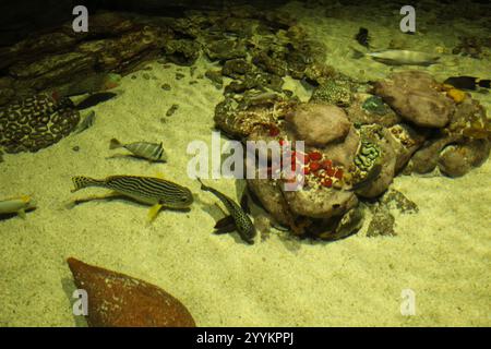 Keeping different species of fish in the same aquarium. Stock Photo