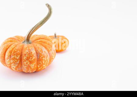 A view of a some mini pumpkins, on a white background. Stock Photo