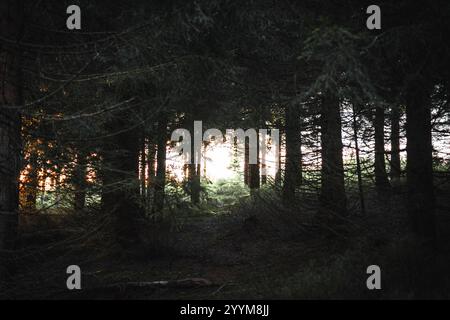 The bright sun is shining beautifully through the tall trees in a dark and mysterious forest, creating an enchanting atmosphere Stock Photo