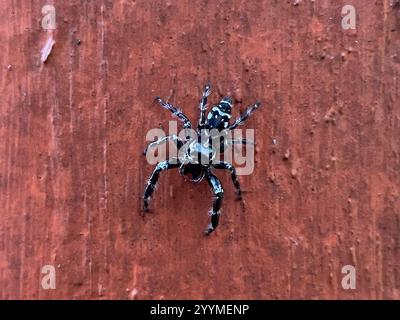 Superb Jumping Spider (Sandalodes superbus) Stock Photo