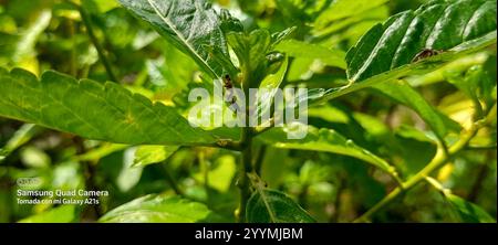 Graceful Twig Ant (Pseudomyrmex gracilis) Stock Photo