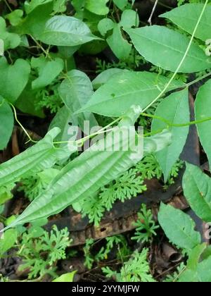 true yams (Dioscoreaceae Stock Photo - Alamy