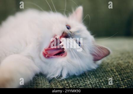Blue point ragdoll kitten yawning. A white cat sleeping on the sofa. Stock Photo