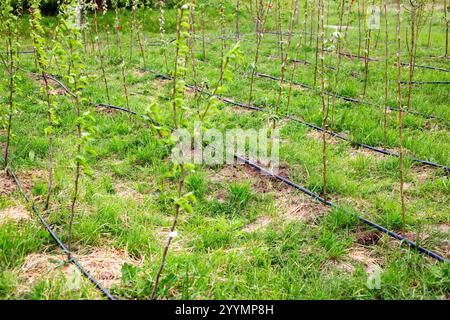 Green garden nursery of fruit trees in spring, rows of young seedlings with drip irrigation. Stock Photo