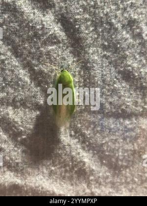 Banana Cockroach (Panchlora nivea Stock Photo - Alamy
