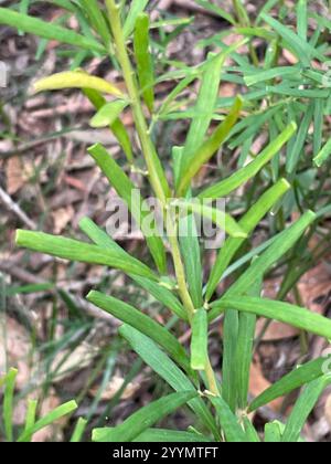 Golden Glory Pea (Gompholobium latifolium) Stock Photo