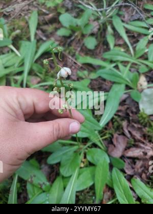 shinleaf (Pyrola elliptica Stock Photo - Alamy