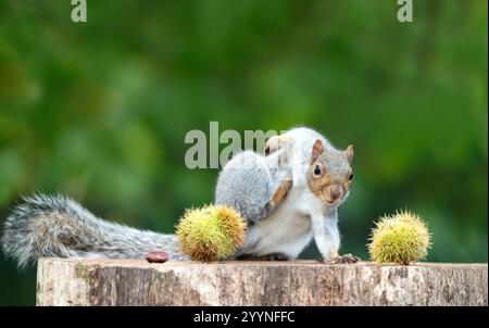 Close-up of a grey squirrel scratching near sweet chestnuts on a tree stump in autumn, UK. Stock Photo
