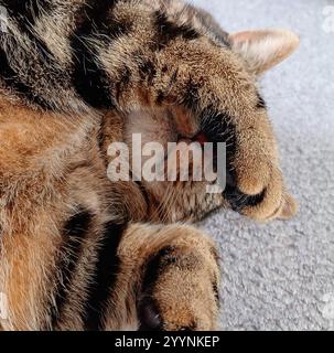 Tabby cat sleeping and covering face with paw Stock Photo