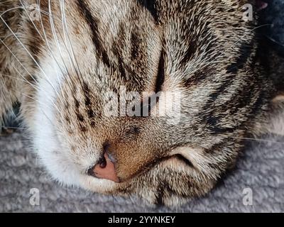 Tabby cat sleeping Stock Photo