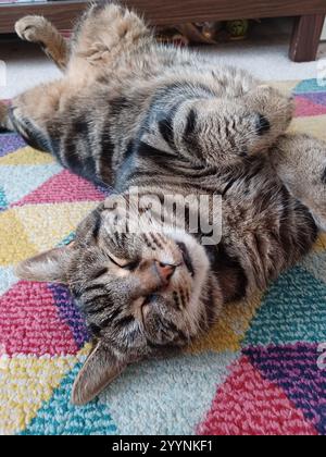 Tabby cat sleeping Stock Photo