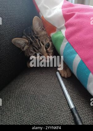 Tabby cat playing Stock Photo