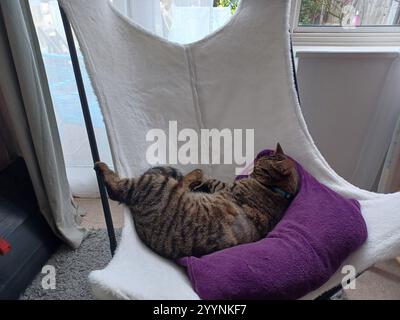 Tabby cat sleeping in chair Stock Photo