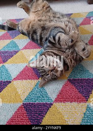 Tabby cat sleeping Stock Photo