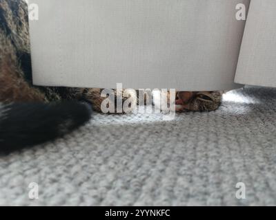 Tabby cat sleeping behind curtain Stock Photo