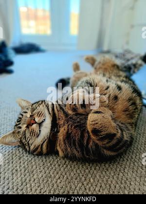Tabby cat sleeping Stock Photo