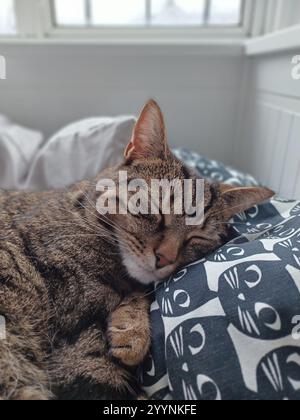 Tabby cat sleeping Stock Photo