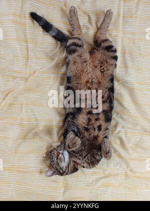 Tabby cat sleeping Stock Photo