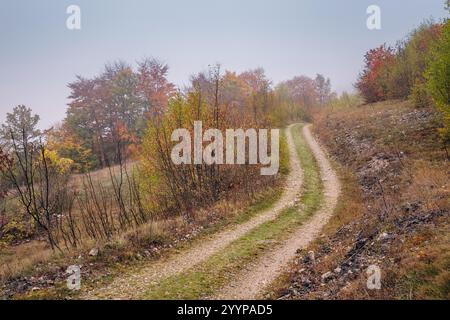 Scenic view of a winding dirt road passing through a colorful autumn forest on a misty morning Stock Photo