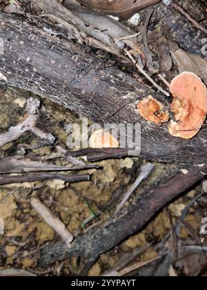 Southern Cinnabar Polypore (Trametes coccinea) Stock Photo