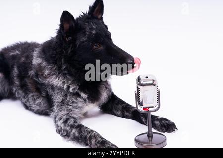 Beatiful mudi dog singing into microphone in studio ehite background Stock Photo