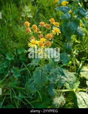 Alpine ragwort (Jacobaea alpina Stock Photo - Alamy