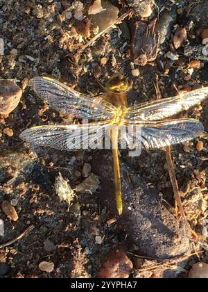 Saffron-winged Meadowhawk (Sympetrum costiferum) Stock Photo