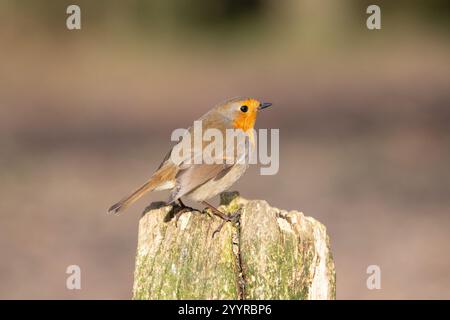 Robin (Erithacus rubecula), photographed in woodland in winter on an old fence stump Stock Photo