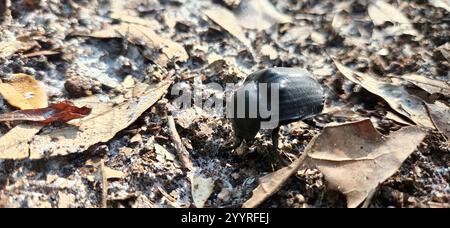 Humpback Dung Beetle (Deltochilum gibbosum) Stock Photo