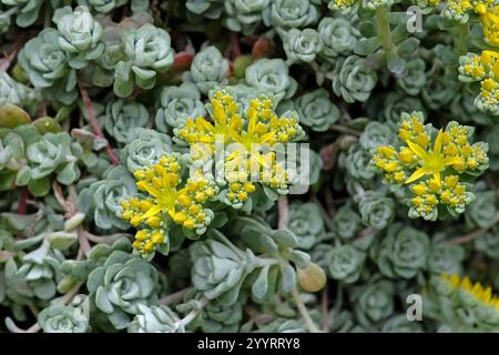 Yellow and green Sedum spathulifolium ‘Cape Blanco’, spoon leaved stonecrop in flower. Stock Photo