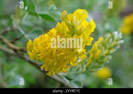 Yellow Argyrocytisus battandieri, pineapple broom or Moroccan Broom in flower. Stock Photo