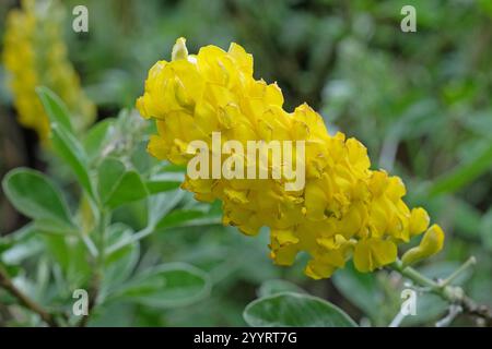 Yellow Argyrocytisus battandieri, pineapple broom or Moroccan Broom in flower. Stock Photo