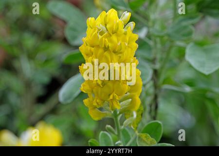 Yellow Argyrocytisus battandieri, pineapple broom or Moroccan Broom in flower. Stock Photo