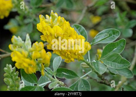 Yellow Argyrocytisus battandieri, pineapple broom or Moroccan Broom in flower. Stock Photo