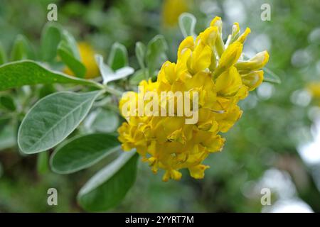 Yellow Argyrocytisus battandieri, pineapple broom or Moroccan Broom in flower. Stock Photo