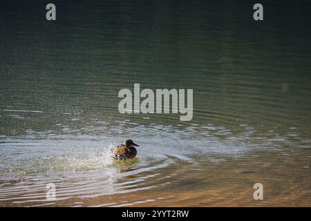 Wild duck having a bath in a mountain lake, splashing water around Stock Photo