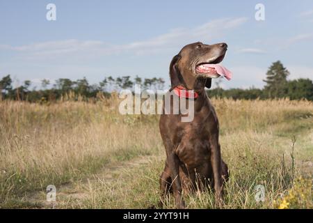 Single older german shorthaired pointer female in field Stock Photo