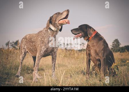 Couple of older german shorthaired pointer females in field Stock Photo
