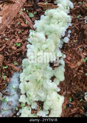 Honeycomb Coral Slime Mold (Ceratiomyxa porioides) Stock Photo