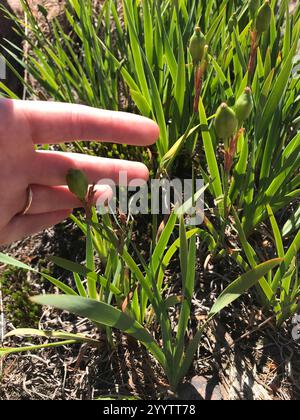 Common Beardless Irises (Limniris Stock Photo - Alamy