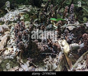 American cancer-root (Conopholis americana) Plantae Stock Photo - Alamy